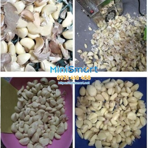 thanh pham may boc vo toi tu dong Máy bóc vỏ tỏi tự động 20kg/giờ
